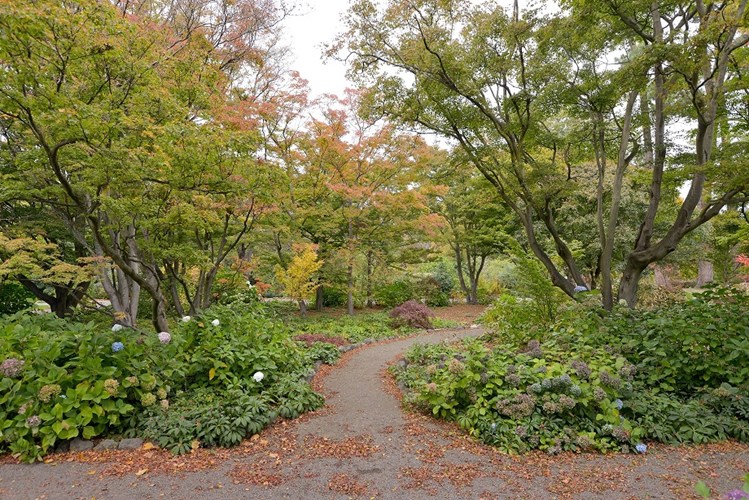 Botanic Gardens Maple Border 0073