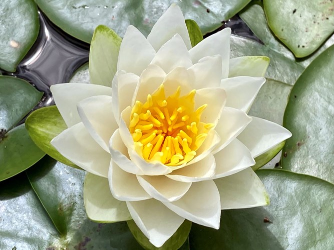 S Carter White Water Lily
