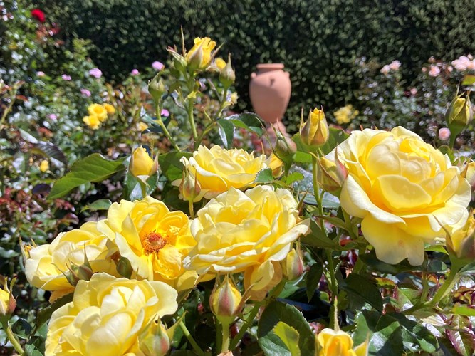 S Carter Yellow Roses Burrelli Pot