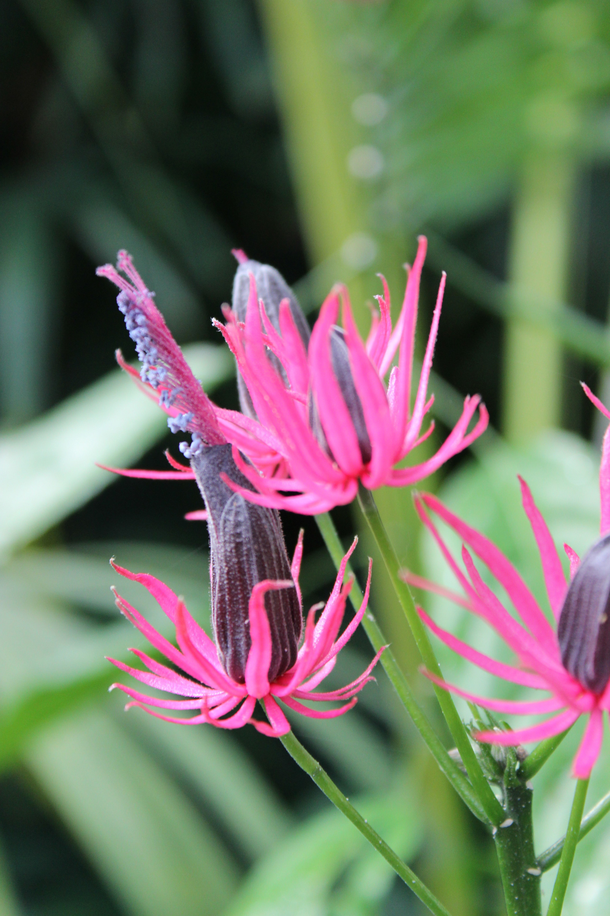 Gardens to visit - Botanica Whangarei