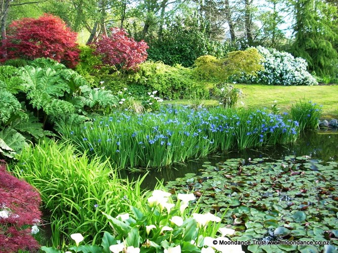 Pond Spring Iris