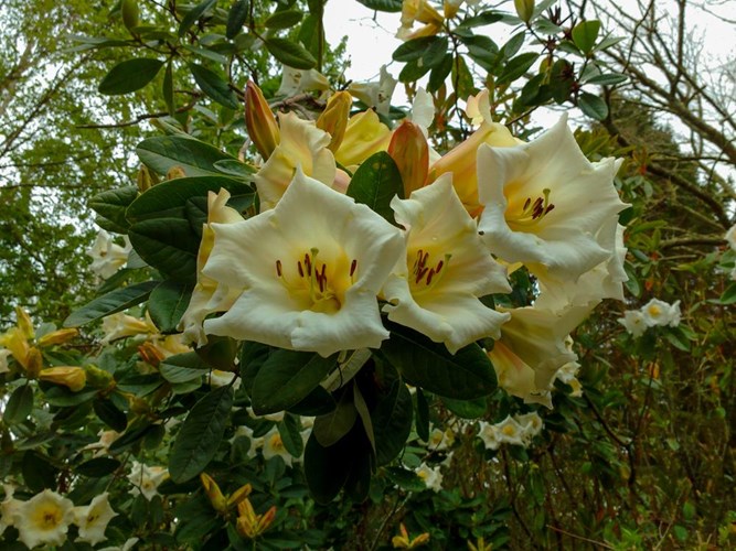 Crosshills Gardens Lillies